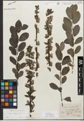 Foto von Salix myrsinifolia Salisb.